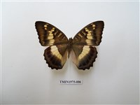 藏品(臺灣翠蛺蝶)的圖片